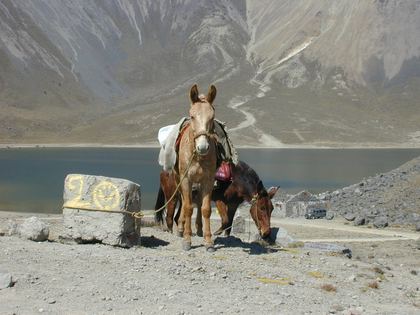 A packhorse resting by a crater lake in the volcano country