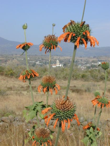 Aloe blooms with a country church beyond