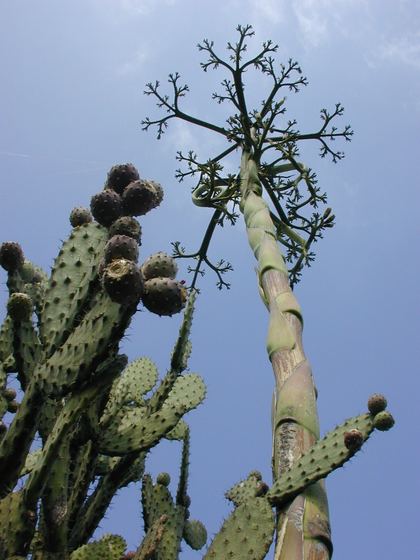 An old organ cactus reaching into the blue