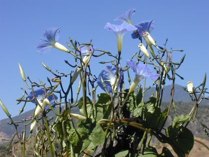 Wild trumpet flowers along the road