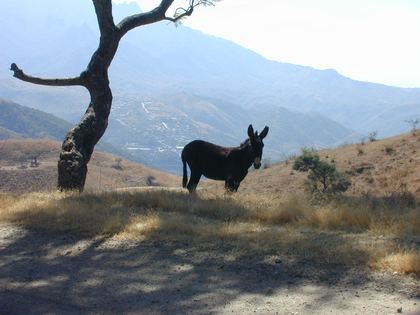 A burro under a lone tree, the sierra behind