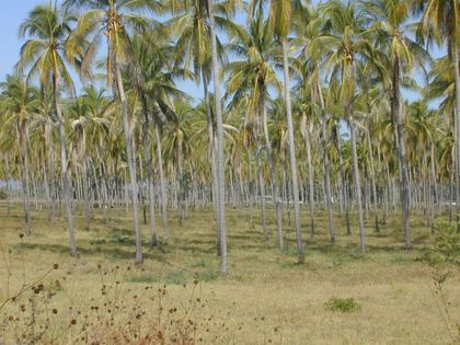 A coconut palm plantation on the coastal plain
