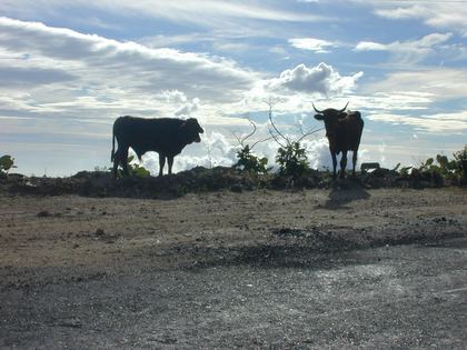 Two bulls on the skyline