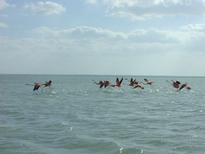 Flamingos lifting off the Yucatán lagoons