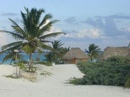 Palapas and a lone palm on a white-sand beach