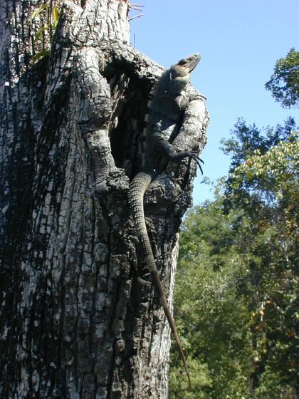 A tree alive with carved spirits