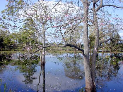 A flooded forest of bare trees