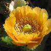 A close up of a nopal cactus flower