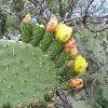Many nopal cactus flowers in bloom