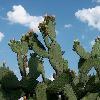 Nopal cactus leaves are commonly eated in Mexico, as is its fruit, the prickly pear.