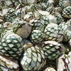 Agave hearts piled up, waiting to be baked.