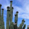 Blue sky and cactus.