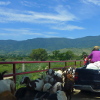 There are a lot of goats around here.