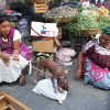 A pet Xoloitzcuintle, hairless Mexican dog, in the Tlacolula market.
