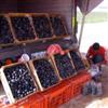 Fresh figs!!!