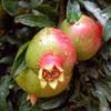 And pomegranates are in season now too!