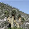 Joshua trees