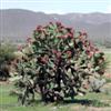 A nopal cactus heavily laden with fruit, prickly pears that is
