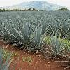 Fields of agave azul... this will one day all be tequila!