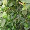 Avocados! This is where they come from!