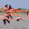 Flamingos near Rio Lagartos.