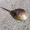 Strange looking ancient creature. It's a horseshoe crab.
