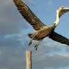 A pelican caught taking off