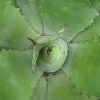 An agave