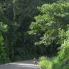 Tall trees in the forest