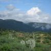 More cactus