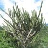 A crazy cactus