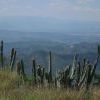 Some cactus before a view of distant (but not that distant) mountains