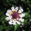 A pretty wild mountain flower