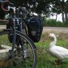 A goose eyeing up my bike