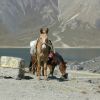 This donkey has a friend at 4200m altitude atop the volcano - no snow this time.