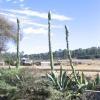 The bizzare sight of maguey plants about to flower.