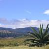 Maguey plants reign supreme in this area.