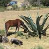 A horse appears to be feeding on a giant maguey. A delicious ancient Aztec drink called Pulque is made from this mystical plant.