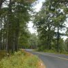 The road winds through pine forests.