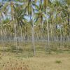 A coconut palm plantation.