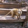 Chiquita the tejon (kind of a badger)