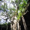 An inside out view of a cenote