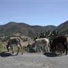 Donkeys and nopal cactus