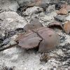 Prehistoric looking horseshoe crab.