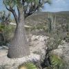 Zapotitlan cactus reserve