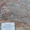A fossil