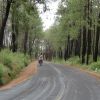 Pine forest lines the road up to La Malinche.