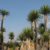 Yucca in Zapotitlan cactus reserve
