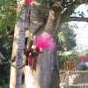 An unusual flower blooms