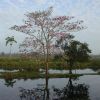 Tabasco state is home to lots of wetlands and stunning sights such as this.